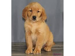 We did not find results for: Golden Retriever Dog Female Dark Golden 2396642 Petland Carriage Place