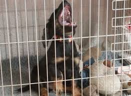 Crates are great for potty training puppies as they naturally prefer to potty away from where they are sleeping and eating. My Dog Keeps Crying In Crate Cheap Buy Online