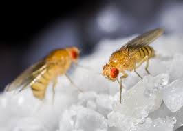 And each evil sprite that walks by night. Fruit Flies How To Get Rid Of Fruit Flies Fruit Fly Infestations The Old Farmer S Almanac