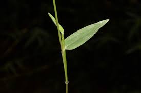 Image result for Urochloa villosa