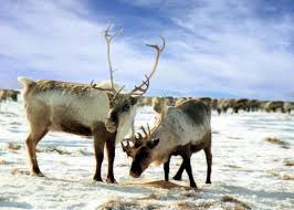 Tundra ✓ te explicamos qué es la tundra, cuál es su clima y los animales que la habitan. Breche La Tarra E Lu Clima Zona Funzione Tundra