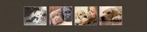 Aks waterbound retrievers is a small family home owned based business located in newport north carolina, we are dedicated to the working retriever, specifically american labrador retrievers since 2001 professionally, but have over 20 years experience in training and breeding dogs! Lab Puppies Labs For Sale Greensboro Nc
