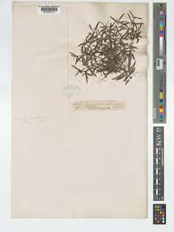 Image result for Oldenlandia capensis