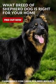 Shepherd Breeds 11 Different Types Of Shepherd Dogs Large Dog Breeds Dog Breeds Dogs