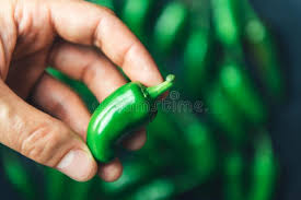 It's delicious on nachos or in salsas. 5 350 Jalapeno Pepper Plant Photos Free Royalty Free Stock Photos From Dreamstime