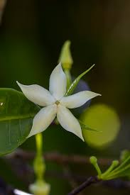 Image result for Malouetia