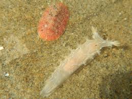 Image result for Tritonia moggii