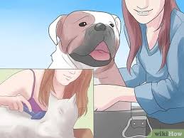Carpets attract and trap dust. 4 Ways To Reduce Dust In Your House Wikihow