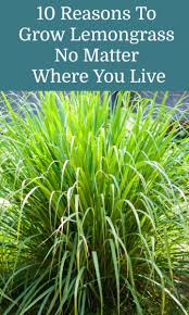 Maybe you would like to learn more about one of these? 10 Reasons To Grow Lemongrass No Matter Where You Live Grow Lemongrass Lemongrass Plant Lemon Grass