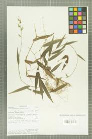 Image result for Poecilostachys