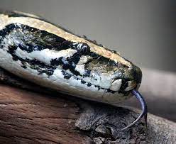 Why Do Snakes Flick Their Tongues Snake Tongue What Is It Called