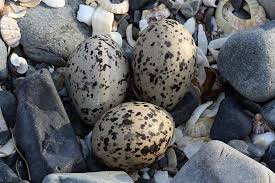 how to easily identify bird eggs