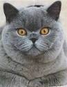 British Shorthair Cat Breed Profile | Petfinder