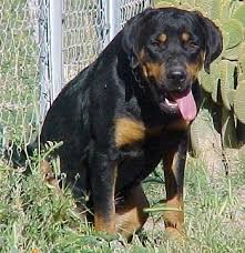 The top of the nose is black. Roman Rottweiler Information And Pictures