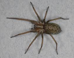 The females are well known for their distinctive black and red coloring and for the fact that they will occasionally eat their mate after. Spiders Araneae Sciencedirect