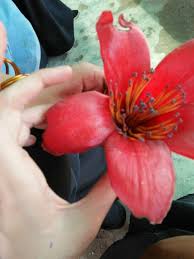 Image result for Bombax