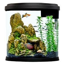 It does not only absorb particles but also eliminates odors, making your tank absolutely beautiful to look at. Top Fin Enchant Aquarium 3 5 Gallon Fish Starter Kits Petsmart