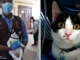 According to dr quaza, more than we will act a day after receiving any reports on animal abuse cases. Animal Abusers Can Get In Big Trouble Under Malaysia S Animal Welfare Laws