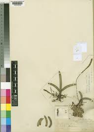 Image result for Bolusiella talbotii