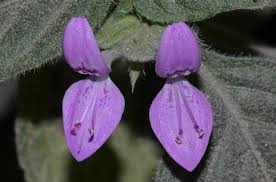 Image result for Hypoestes triflora