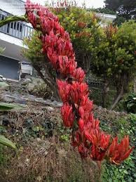 Image result for Combretum falcatum