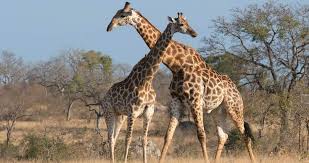With an outstanding overall rating of 4.9 out of 5, serengeti national park in tanzania came out the clear winner (serengeti also topped the best safari parks list in 2015, when we last carried out this. Africa Mammals Guide Kruger Park Wildlife
