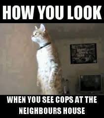 Pretty Accurate My Mom Calls Me Gladys Kravitz Do You Get The Reference Funny Pictures Funny Cute Funny