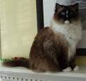 How to Identify a Ragdoll Cat: 10 Steps (with Pictures ...