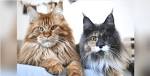 Maine Ideal Cats and Kittens for sale in the UK | Pets4Homes