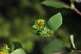 Image result for Equilabium parvum