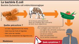 Nearly all forms of e. Un Reblochon Suspecte De Porter La Bacterie E Coli