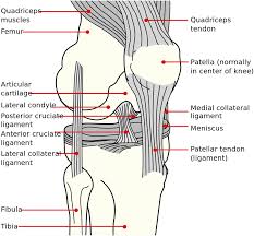 These joints generally allow more movement than fibrous joints but less movement than synovial joints. Chapter 1 Introduction To Cartilage Rsc Publishing Doi 10 1039 9781782623663 00001