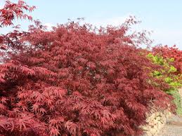 Apr 08, 2020 · weeping tamukeyama japanese maple. Facher Ahorn Tamukeyama Acer Palmatum Tamukeyama Baumschule Horstmann