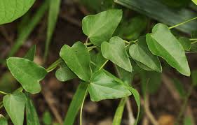 Image result for Cocculus hirsutus