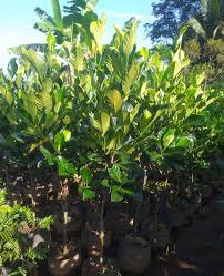 Image result for Artocarpus heterophyllus