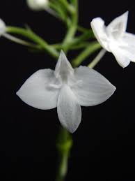 Image result for Habenaria nyikana