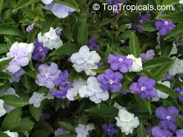 Image result for Brunfelsia pauciflora