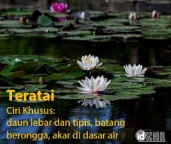 Check spelling or type a new query. Kumpulan Ciri Khusus Tumbuhan Idschool