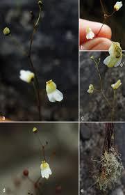 Maybe you would like to learn more about one of these? Hidden Biodiversity Of Amazonian White Sand Ecosystems Two Distinctive New Species Of Utricularia Lentibulariaceae From Para Brazil