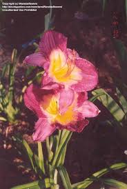 Check spelling or type a new query. Plantfiles Pictures Daylily Emperor Butterfly Hemerocallis By Wandasflowers