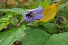 Image result for Nicandra physalodes