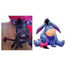 My Pitbull Bagheera S Eeyore Costume Pitbull Diy Halloweeencostume Eeyore Eeyore Pitbulls Scooby