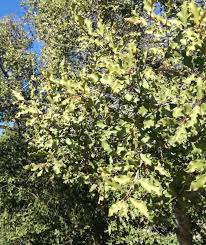 Image result for Euclea undulata