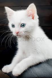 They are also affectionate, playful. Cute Kitten With Blue Grey Eyes Sitting Stock Image Colourbox