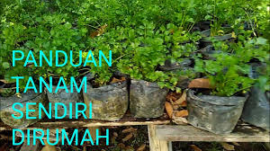 We did not find results for: Cara Menanam Seledri Di Pot Youtube