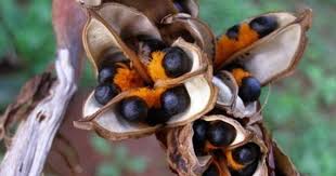 White Bird Of Paradise Propagation How To Grow Bird Of Paradise Plants From Seed The Garden Of Eaden Birds Of Paradise Plant Paradise Plant Birds Of Paradise