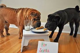 Christmas Picture Ideas Kids And Dog Yahoo Image Search Results Dog Christmas Pictures Dog Christmas Card Dog Xmas