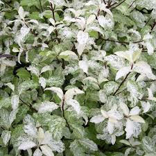 In the u.s., it is commonly grown in florida, along the gulf coast and on the west coast. Lamont Beagle Variegated Pittosporum Hedging Plants Plants Variegated Pittosporum