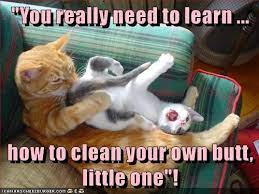 Trending images, videos and gifs related to clean cat! Lolcats Clean Lol At Funny Cat Memes Funny Cat Pictures With Words On Them Lol Cat Memes Funny Cats Funny Cat Pictures With Words On