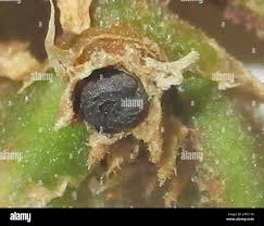 Image result for Trianthema salsoloides